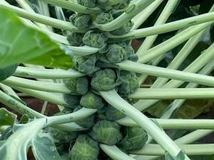 芽キャベツ入りオレキエッテのレシピ