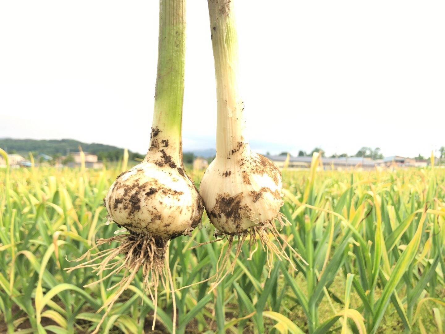 【実はほとんど流通していない!?】生にんにくのおいしい食べ方と保存食レシピ | 食べチョク&more